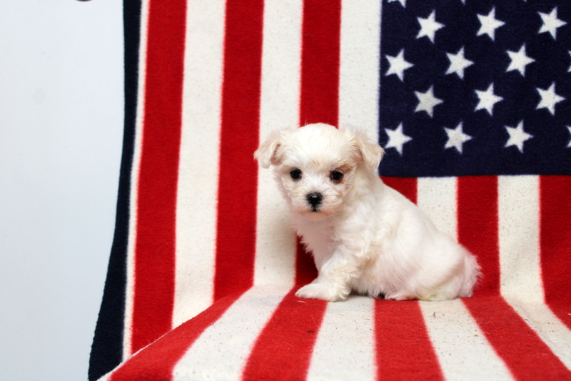 puppy, for, sale, Maltese, Matthew B. Stoltzfus, dog, breeder, Gap, PA, dog-breeder, puppy-for-sale, forsale, nearby, find, puppyfind, locator, puppylocator, aca